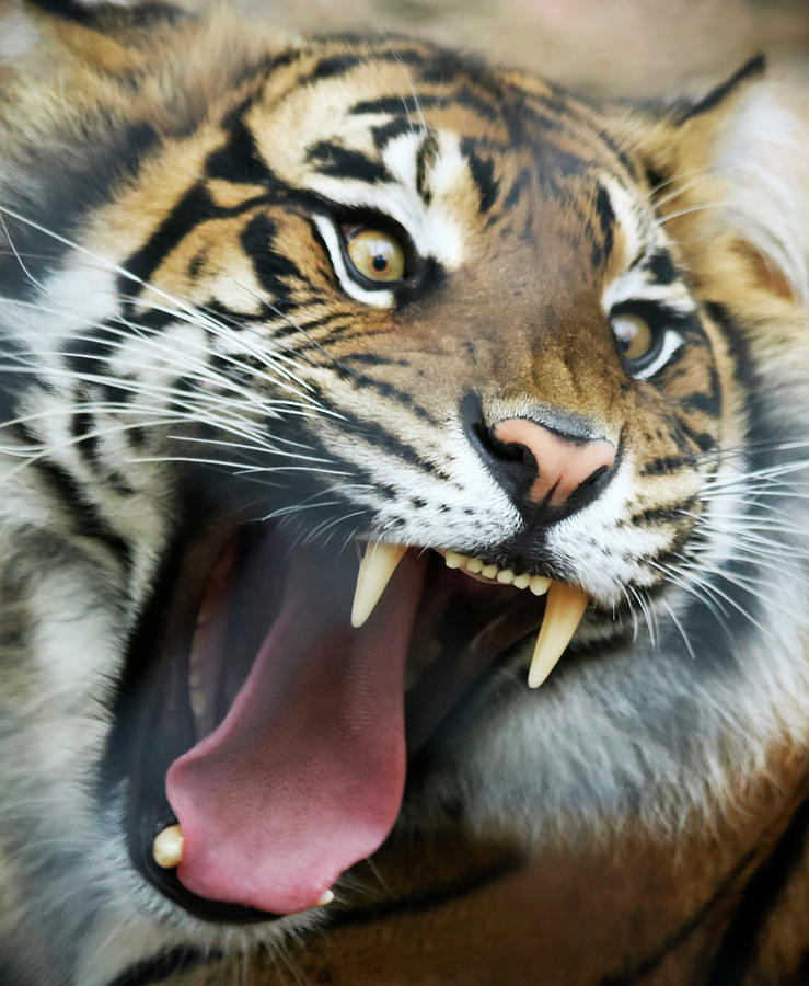 Jaws Photograph - An Angry Tiger Roars Fiercely by Derrick Neill