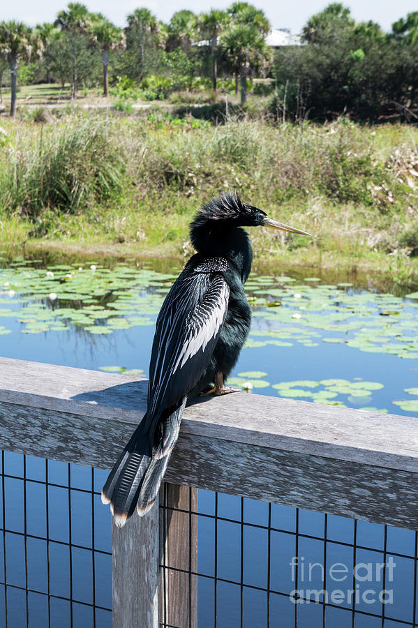 An anhinga perches on a deck railing at a pond at Freedom Park i Photograph by William Kuta