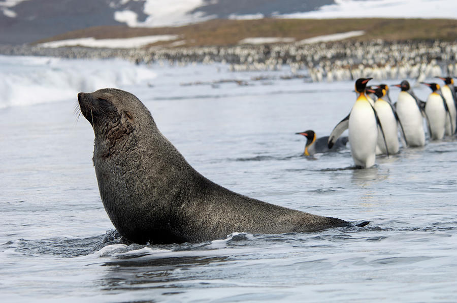 An Antarctic Fur Seal, Arctocephalus Photograph by Mint Images - David Schultz An Antarctic Fur Seal, Arctocephalus Photograph by Mint Images - David Schultz