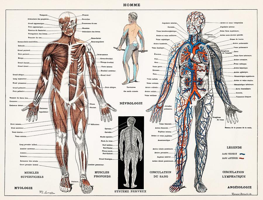 human male and female complete anatomy
