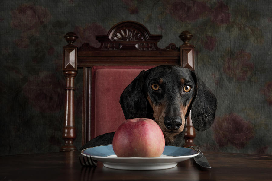 Dog Photograph - An Apple A Day Keeps The Doctor Away... by Heike Willers