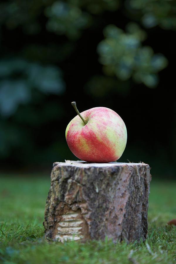 An Apple On A Tree Stump In The Garden Photograph by Charlotte Murphy