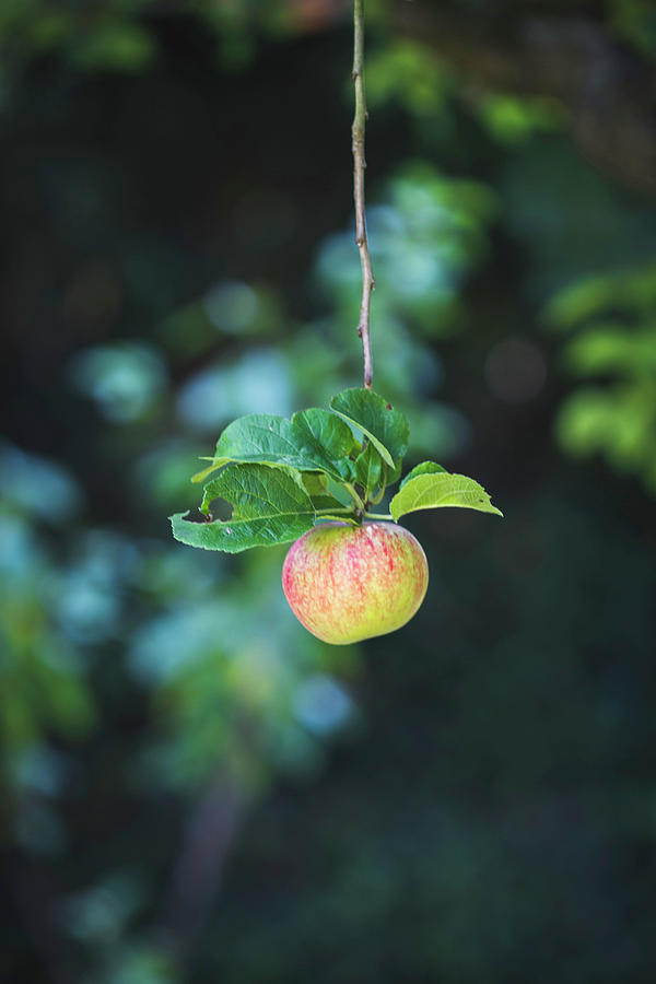 An Apple With Leaves Hanging On A Branch In A Garden Photograph by Antonia Kurz