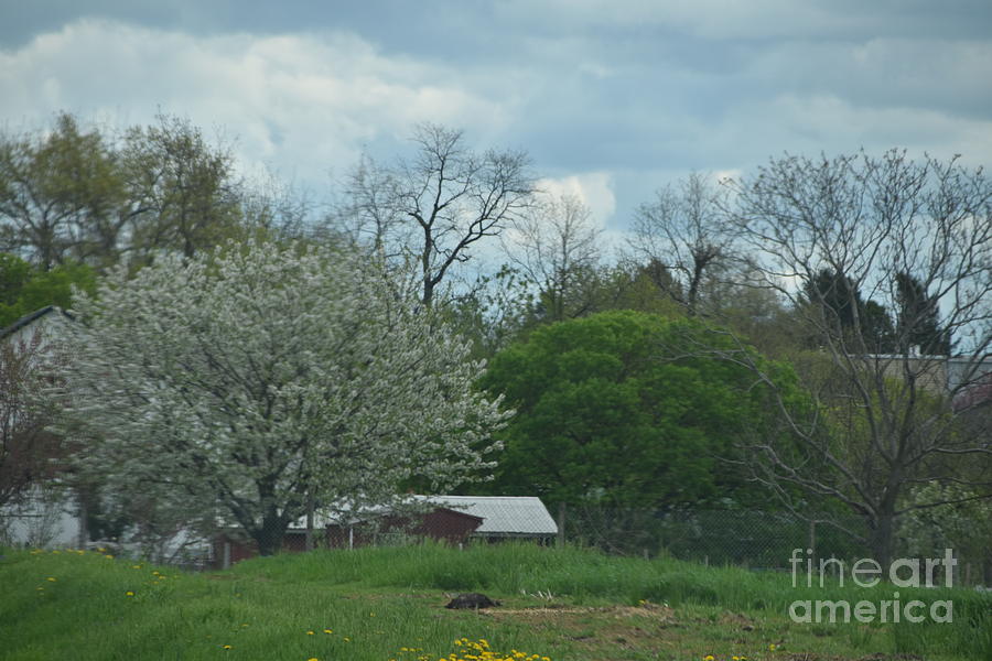 An April Day on a Farm Photograph by Christine Clark