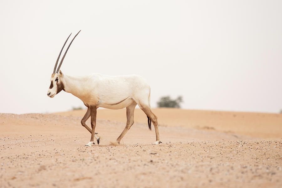 An Arabian Oryx In The Empty Quarter, United Arab Emirates Photograph by  Cavan Images - Pixels