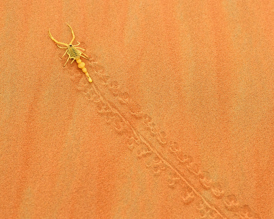 Nature Photograph - An Arabian Scorpion by David Steele