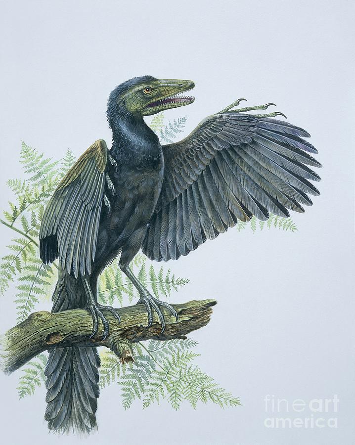 Prehistoric Painting - An Archaeopteryx Perching On A Branch Archaeopteryx Lithographica by European School
