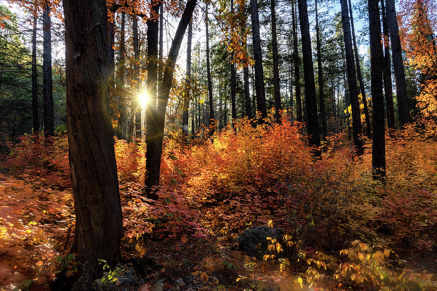 Fall Photograph - An Arizona Autumn Morning  by Saija Lehtonen