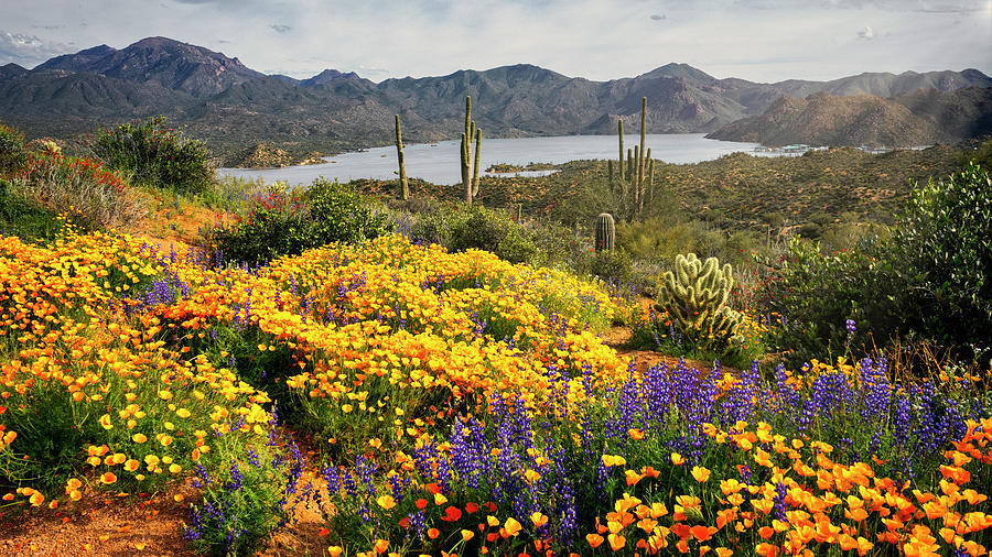 An Arizona Super Bloom  Photograph by Saija Lehtonen
