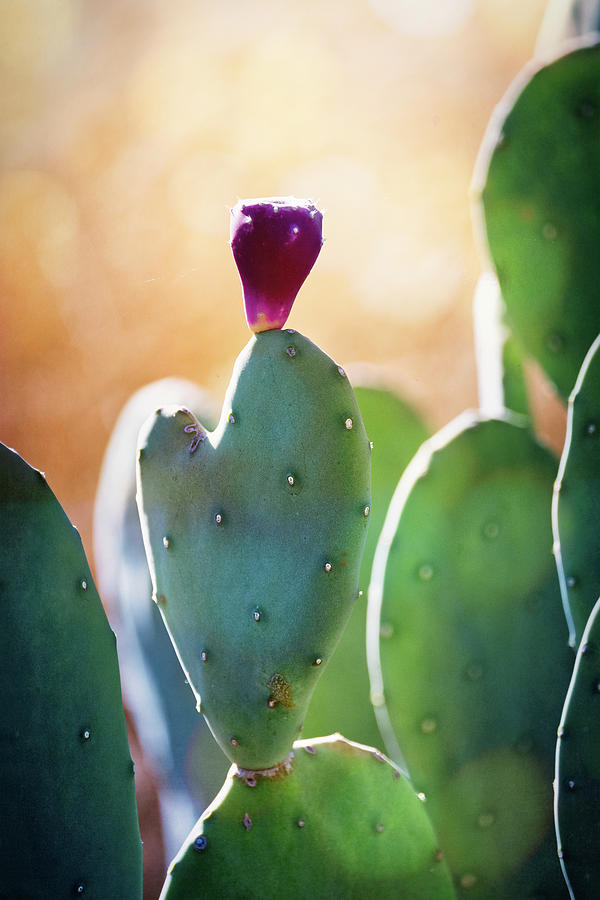 An Arizona Valentine  Photograph by Saija Lehtonen
