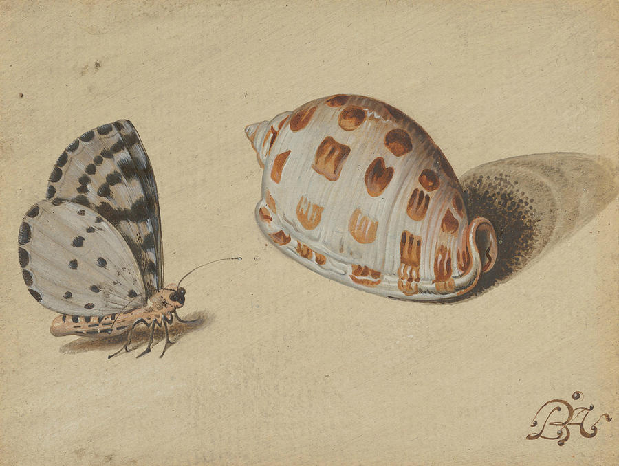An Arrowhead Blue Butterfly and a Scotch Bonnet Sea Shell Painting by Balthasar van der Ast