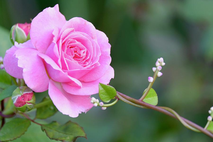 An artistic pink rose on a green vine Photograph by Venkat Parkunan ...