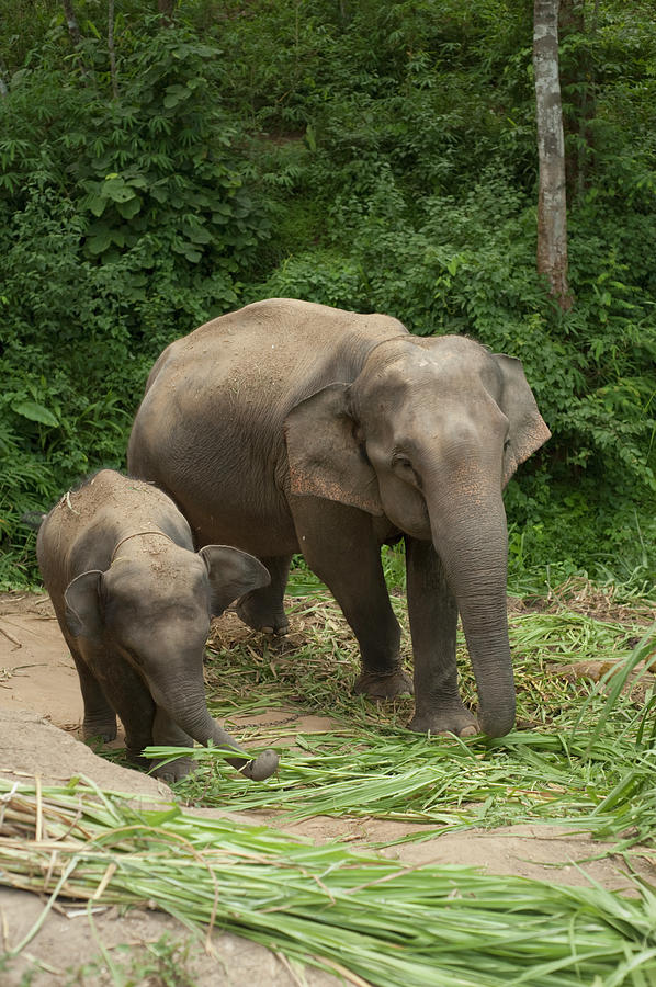 Animal Photograph - An Asian Elephant Elephas Maximus by Stuart Corlett / Design Pics