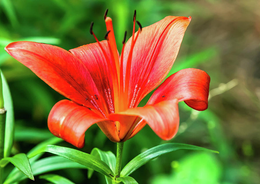 An Asian Lily Statement Digital Art by Ed Stines