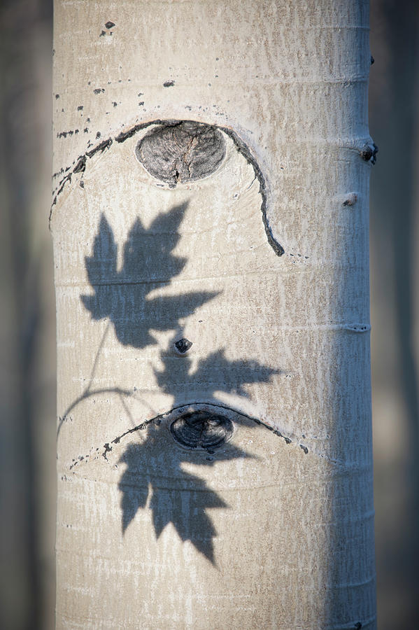 An Aspen Tree With Smooth White Bark Photograph by Mint Images - David Schultz