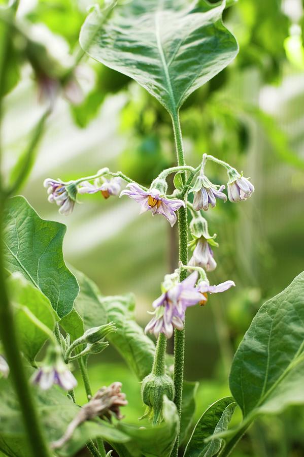 An Aubergine Plant With Flowers In The Garden Photograph by Gerlach, Hans