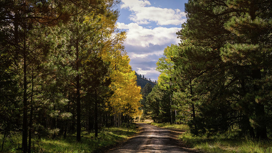 An Autumn Drive  Photograph by Saija Lehtonen