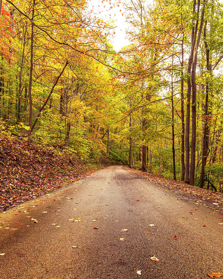 An Autumn Drive Photograph by SC Shank