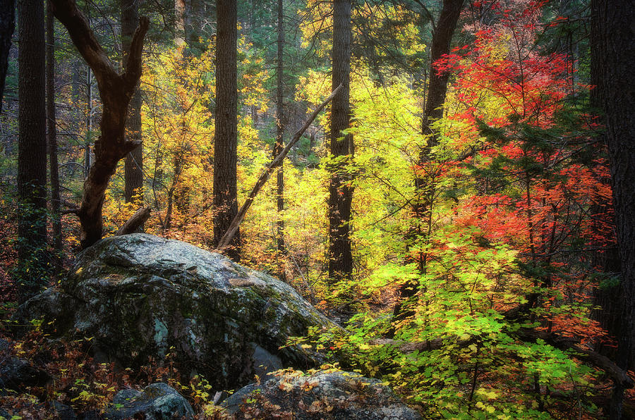 An Autumn Morning In The Forest  Photograph by Saija Lehtonen