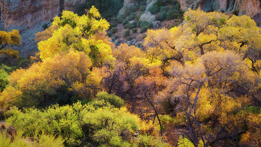 An Autumn Palatte In The Sonoran  Photograph by Saija Lehtonen