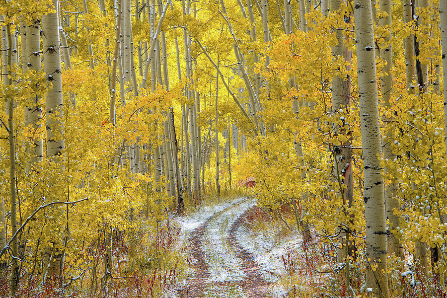 An Autumn Path Photograph by Leland D Howard