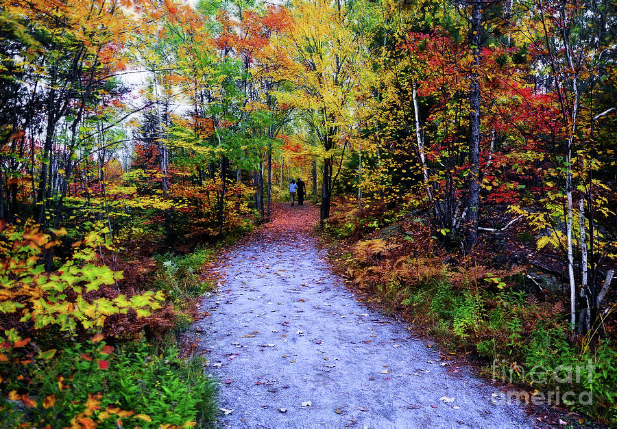 An Autumn Walk Photograph by Elaine Manley