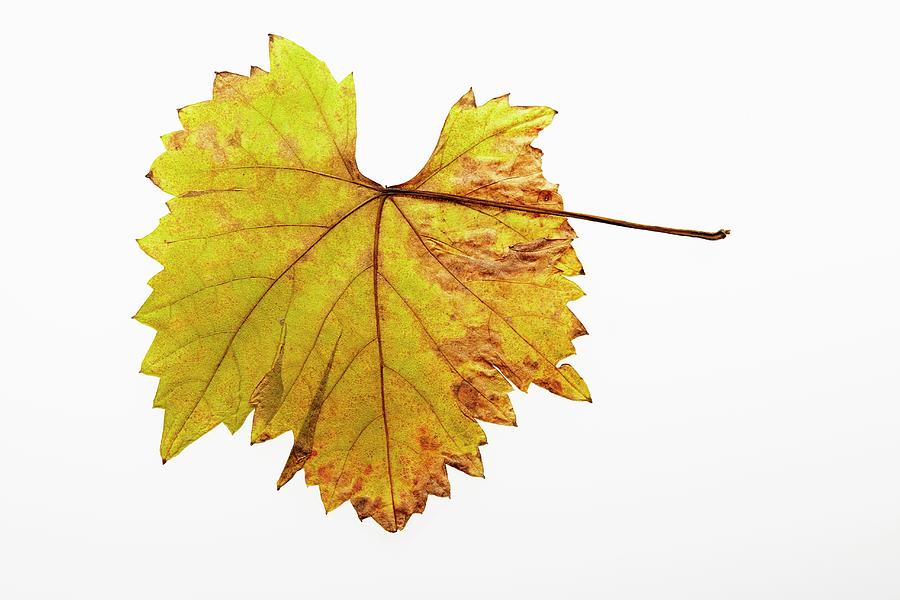 An Autumnal Vine Leaf Photograph by Herbert Lehmann
