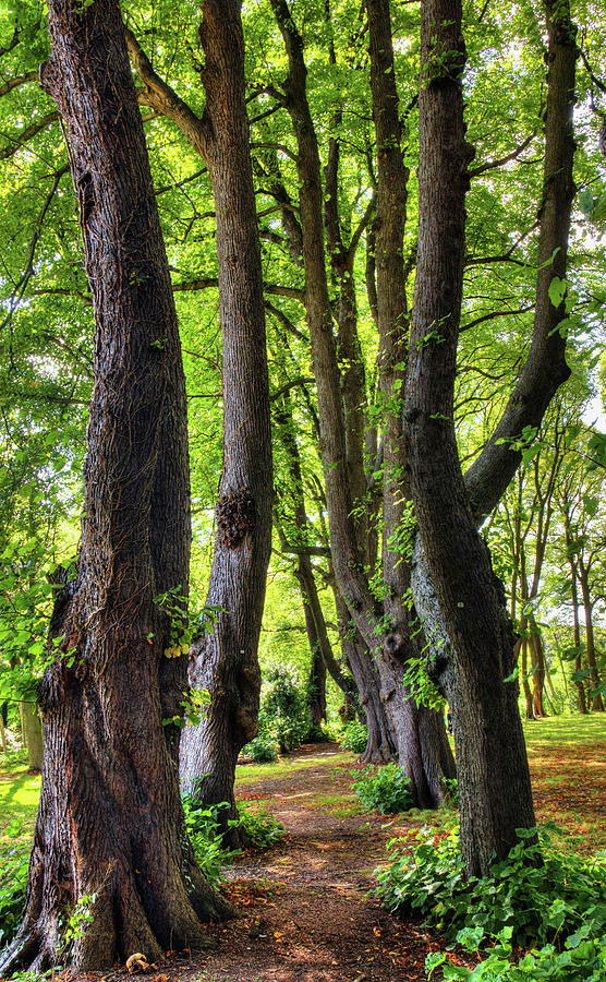 An Avenue Of Lime Trees Photograph by Jeff Townsend