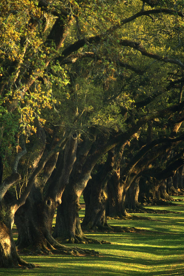 An Avenue Of Oak Trees Photograph by Lyle Leduc
