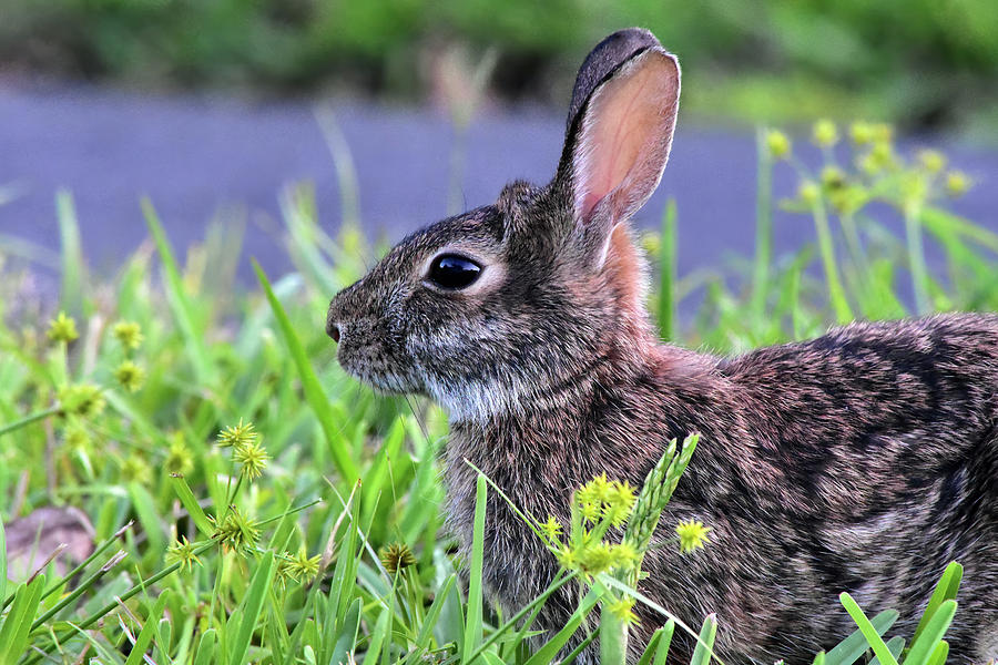 An Awww Bunny by William Tasker An Awww Bunny by William Tasker