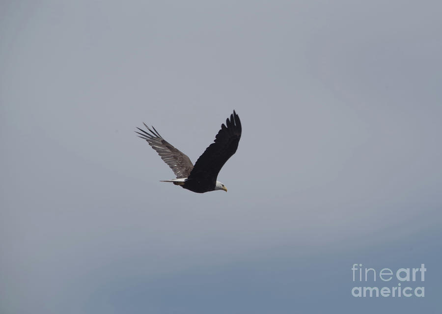 An Eagle In Flight Photograph