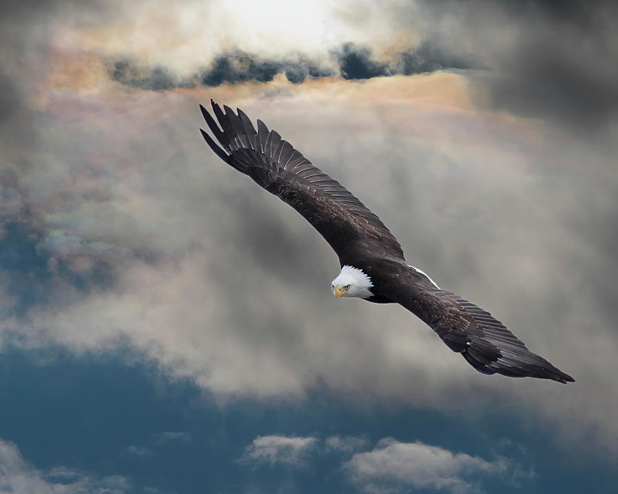 An Eagle In Flight Rising Above The Photograph by Design Pics / Robert Bartow
