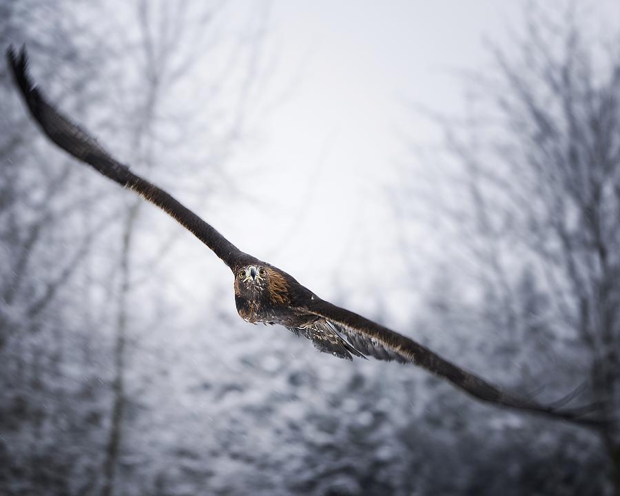 An Eagle In Snowfall Photograph by Michaela Fireov
