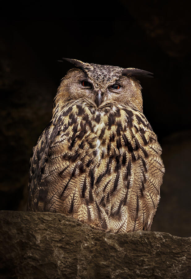 An Eagle Owl Is Watching Photograph by Norbert Maier