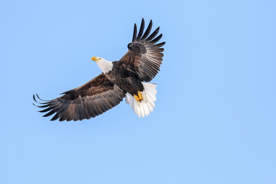 An Eagles Wings Photograph by Brook Burling - Fine Art America