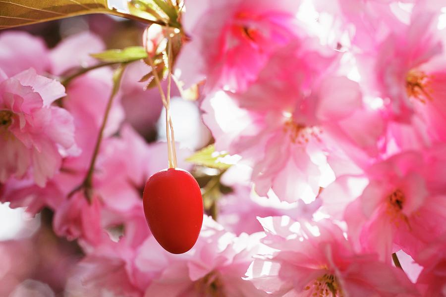 An Easter Egg Hanging From An Almond Sprig Photograph by Petr Gross