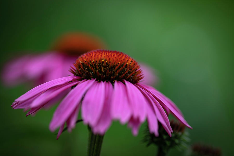 An Echinacea Flower Outside Photograph by Eising Studio