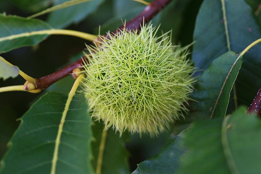 An Edible Chestnut On A Tree Photograph by Achim Sass | Fine Art America