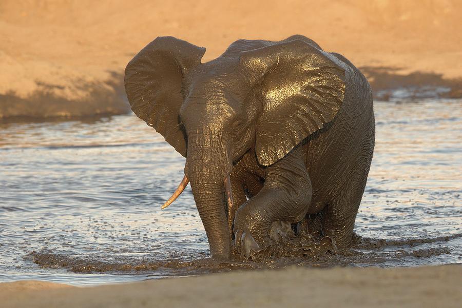 An Elephant At A Watering Hole, Africa Photograph by Jalag / Cyril Ruoso