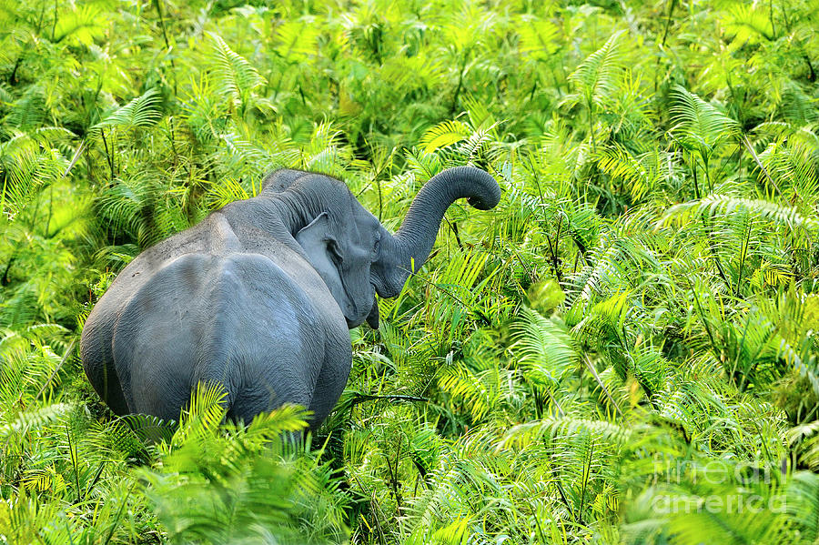 An Elephant At Kaziranga National Park Photograph by Karunakaran  Parameswaran Pillai