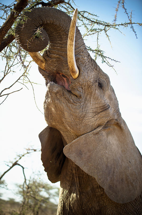 An Elephant Eats The Leaves High Up In Photograph by David Duchemin