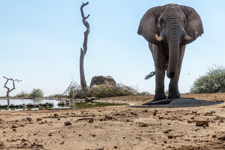 An Elephant Gaze Photograph by Mark Hunter
