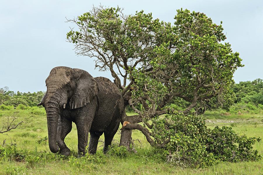 An Elephant In The Isimangaliso Wetland Park, A Wildlife Park In South Africa Photograph by Lukas Larsson Jalag