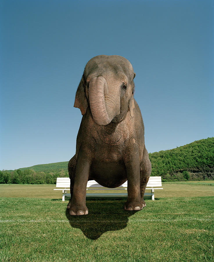 An Elephant Sitting On A Park Bench Photograph by Matthias Clamer