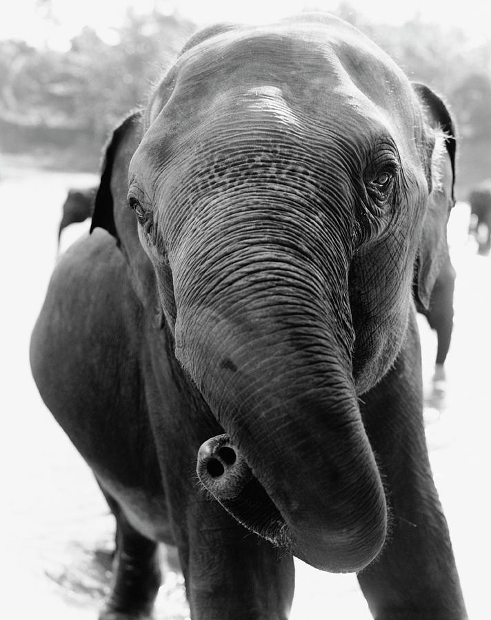 An Elephant Twirling Its Trunk B&w Photograph by Johner Rf
