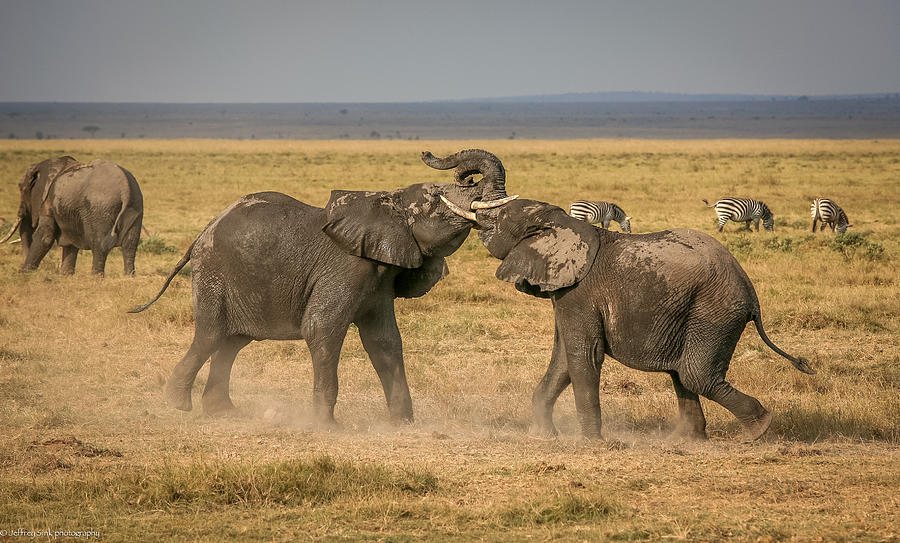 Elephant Photograph - An Elephantine Argument by Jeffrey C. Sink
