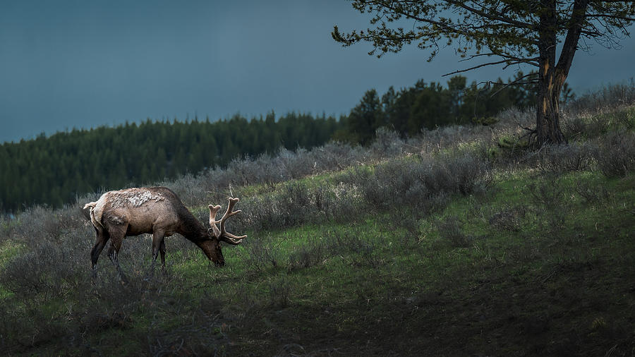 An Elk Despite An Approaching Storm Photograph by Ling Zhang