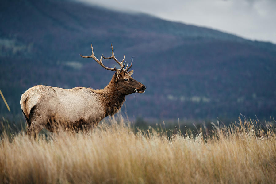An elk in Jasper National Park in Canada Photograph by Kamran Ali