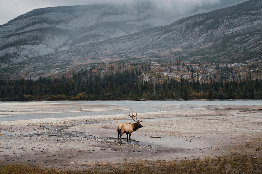 An Elk in the Jasper National Park in Canada Photograph by Kamran Ali