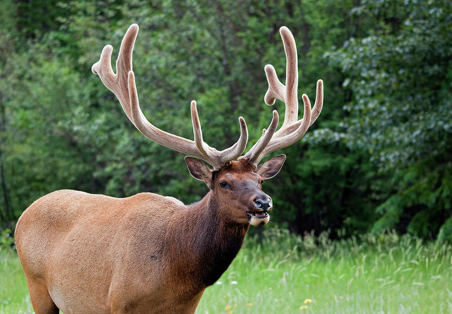 An Elk In The Lush Green Forest Photograph by Wldavies